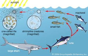 marine-food-chain-from-encyclopedia-britannica